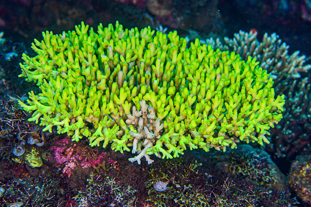 Fragments of Hope: The Coral Reshaping Reef Restoration