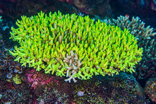 Fragments of Hope: The Coral Reshaping Reef Restoration