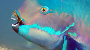 Parrotfish: Nature’s Gardeners of the Reef