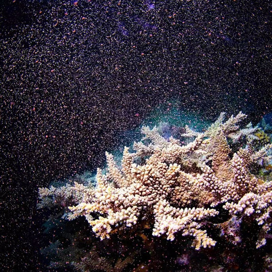The Epic Battles Beneath the Waves: How the Ocean Fights to Survive