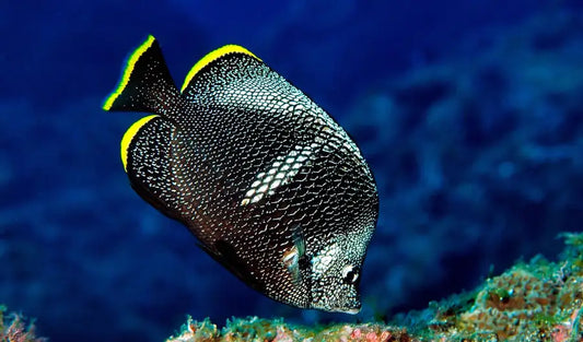 Meet the Cracker Butterflyfish: The Ocean’s Most Misunderstood Beauty
