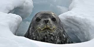 Midwinter Day Beneath the Ice: The Secret Life of Antarctic Sea Creatures