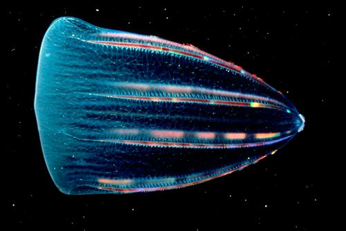 The Comb Jelly: Nature’s Derpy Little Hero (Happy National Stupid Guy Thing Day!)