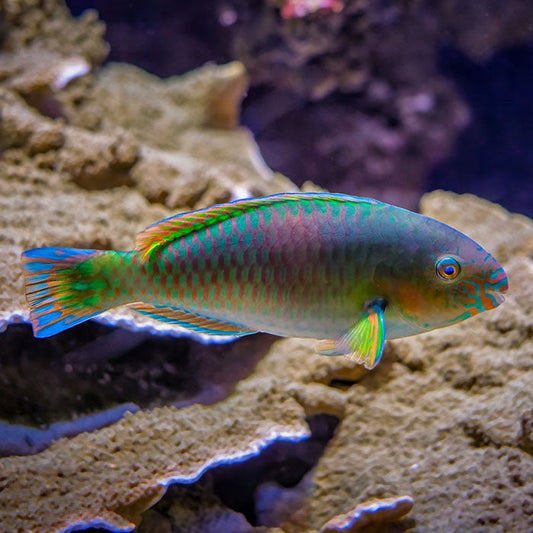Parrotfish: The Unsung Heroes of Coral Reefs