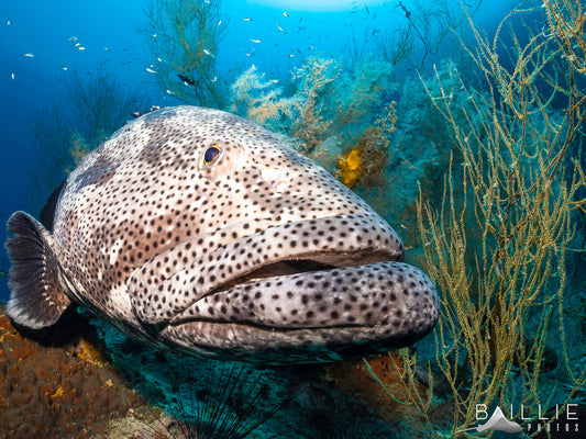 More Than Just Pretty: Coral Reefs in Action