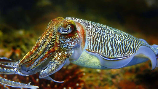 Masters of Disguise: Why Cuttlefish Matter in Coral Reefs