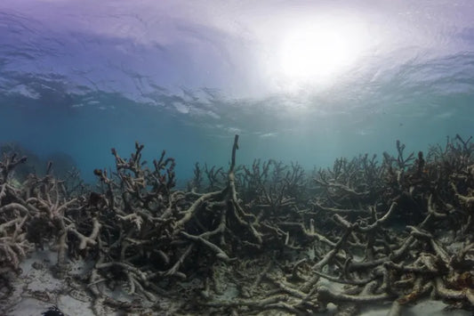 Where the Fish Used to Scream: The Grim Reef
