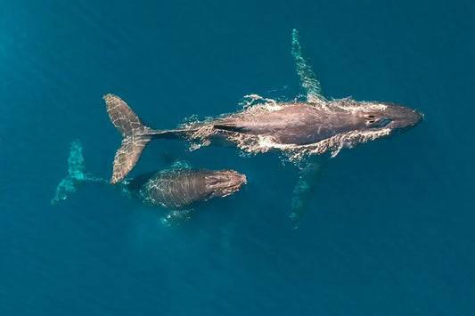 Moms of the Ocean: The Fiercest Mothers Beneath the Waves