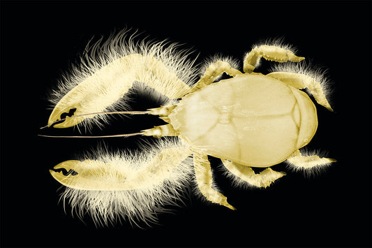 The Yeti Crab: Life in the Deep