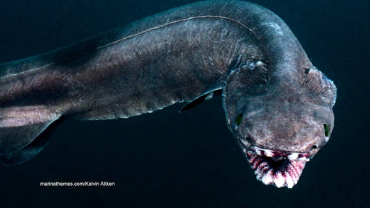 The Frilled Shark: A Living Fossil from the Deep