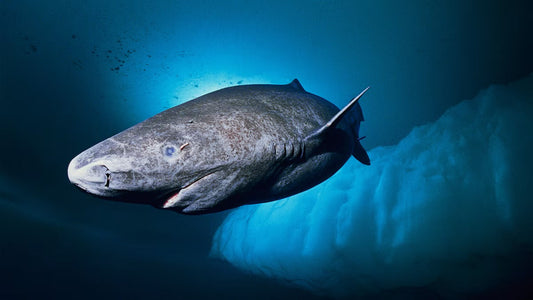 Sharkious Immortalious: The Greenland Legend