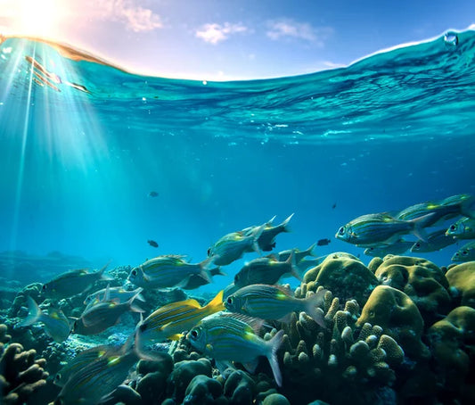 Fleeing Fish: Reef Wrecking Ruckus