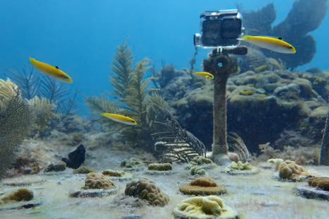 Ding Dong, Ding Dong: The Underwater Doorbell