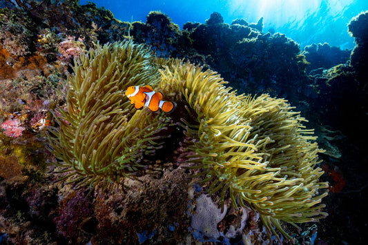 Honey, I Shrunk the Clownfish: Tiny Fish Big Problem