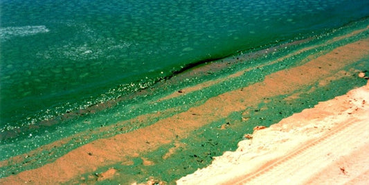 South Australia's Coastal Crisis: Unprecedented Algal Bloom Devastates Marine Life