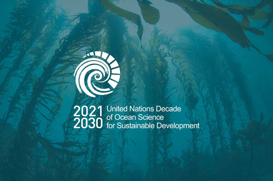 Diving into the UN Ocean Decade: How Immoral Coral is Surfacing Solutions