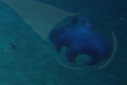Meet the Carnarvon Flapjack: A New Deep Sea Discovery