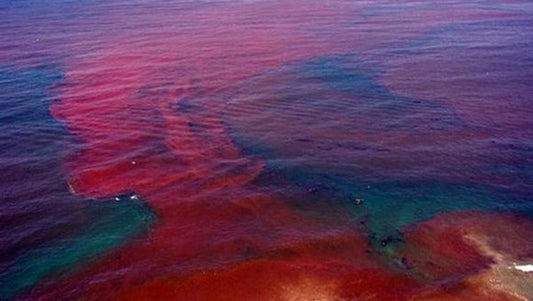 What Is Red Tide?: The Real Story Behind Florida’s Toxic Bloom