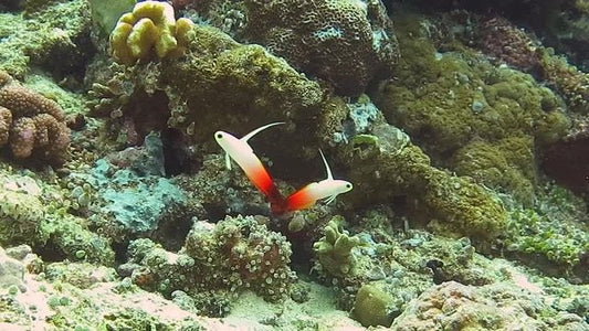 Ignite Your Reef: Meet the Firefish Goby