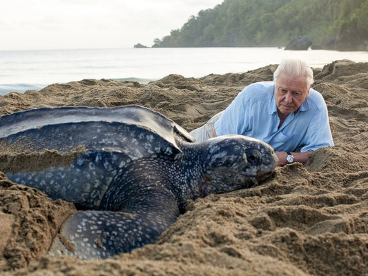 “Ocean” by David Attenborough: You are the voice