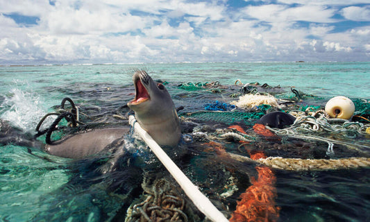The Ghosts of the Ocean: What Ghost Nets Leave Behind