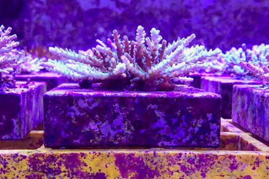 Frankenstein Coral? Manmade Hybrids to Save the Reef