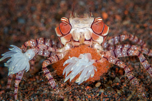 Creature Feature: The Pom-Pom Crab