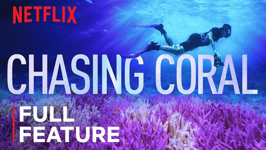Chasing Coral: A Protest in Color and Collapse