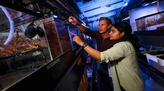 Coral Smells? Meet the Gel That Brings Baby Reefs Home