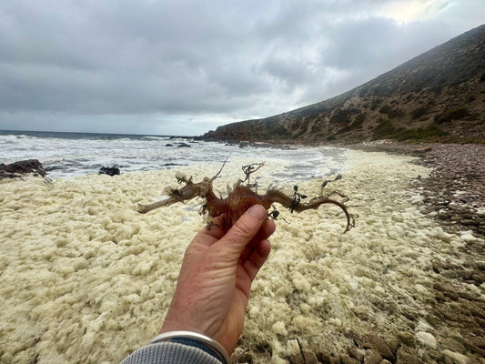 The Bloom That Broke the Reef: A Marine Crisis in South Australia