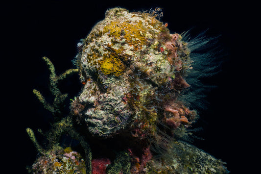 Gallery Beneath the Waves: How Art Is Rebuilding Coral Reefs