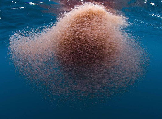 Krill Collapse: When Tiny Goes Titanic