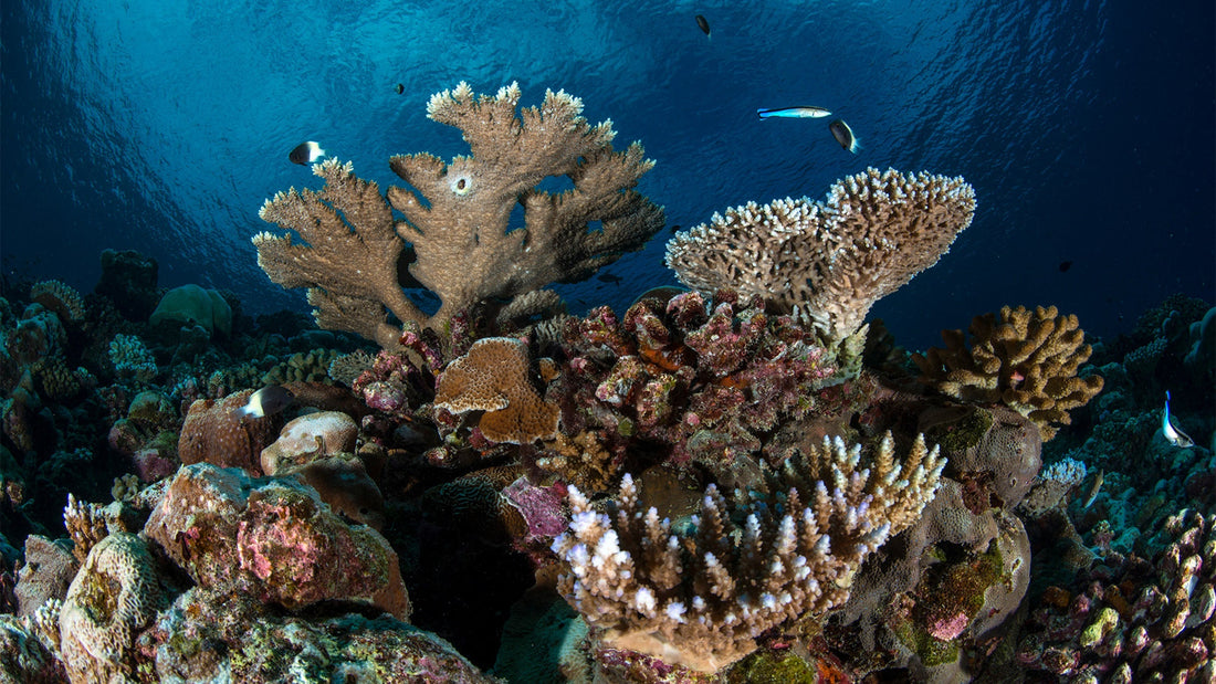 Coral in the Crosshairs: When Beauty Becomes a Crime