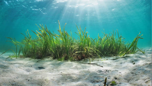 Seagrass Superheroes: The Underwater Meadows Saving Our Seas