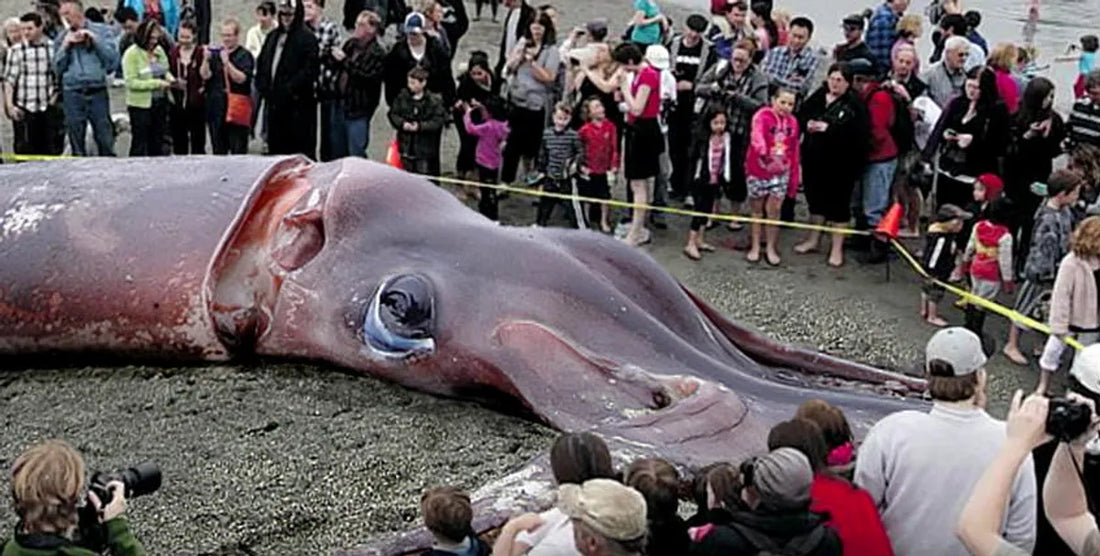 The Deep Sea’s Hidden Champions: Apex Predators Beyond Sharks