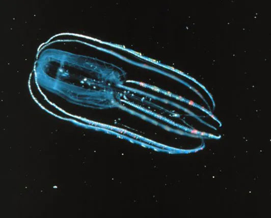 The Bioluminescent Ballet: Creatures That Light Up the Ocean