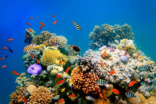 Coral Reefs: The Rainforests of the Ocean