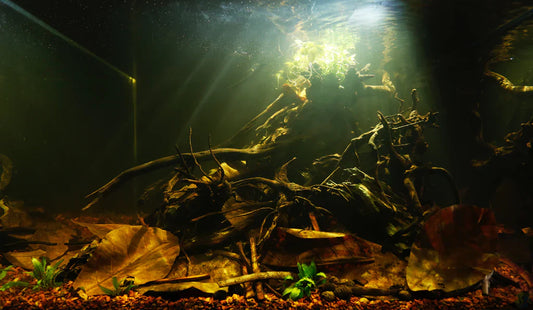Top 10 Aquascaping Layouts to Try This Year