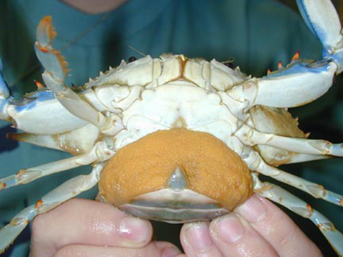 Crabby Dads & Tiny Hitchhikers: Ocean Fatherhood in Action