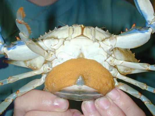 Crabby Dads & Tiny Hitchhikers: Ocean Fatherhood in Action