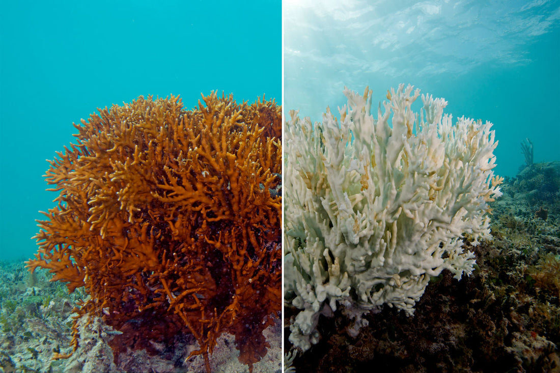 CORAL BLEACHING: BEFORE AND AFTER. CREDIT: Great Barrier Reef Foundation
