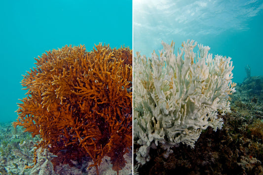 CORAL BLEACHING: BEFORE AND AFTER. CREDIT: Great Barrier Reef Foundation