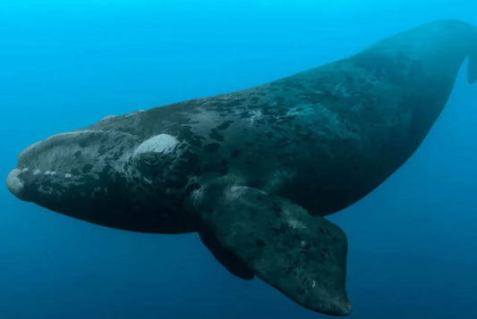 The Silent Struggle of Whales: Ship Strikes, Sound, and Shi- Trash