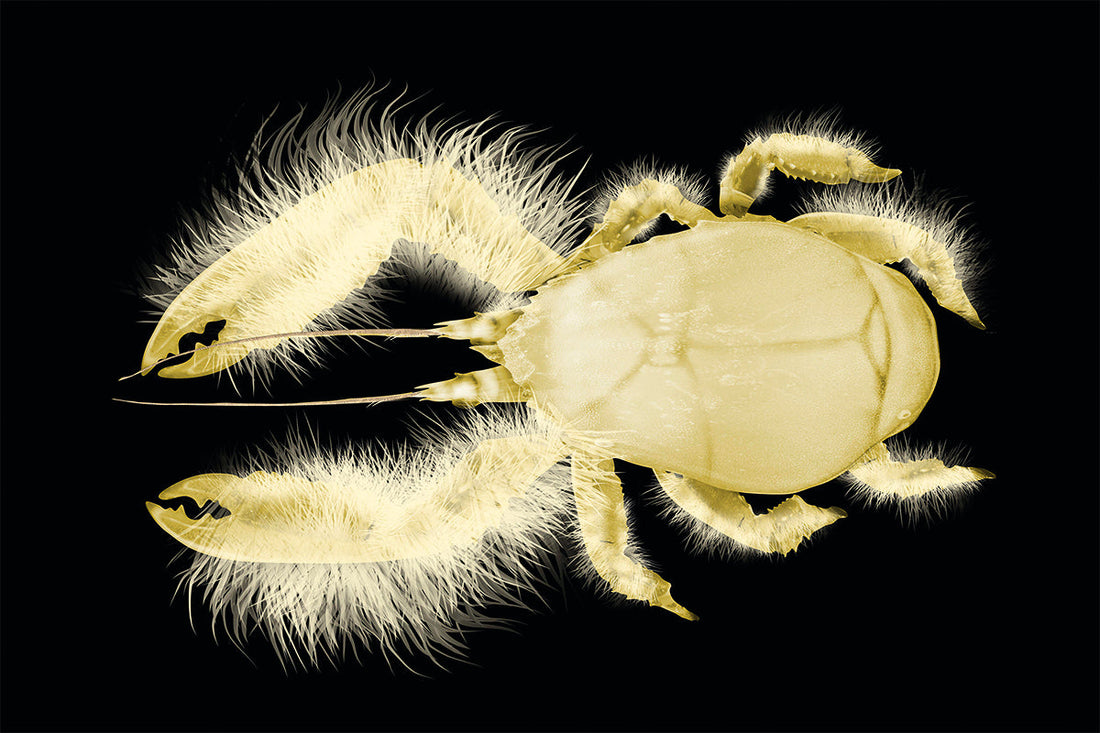 The Yeti Crab: Life in the Deep