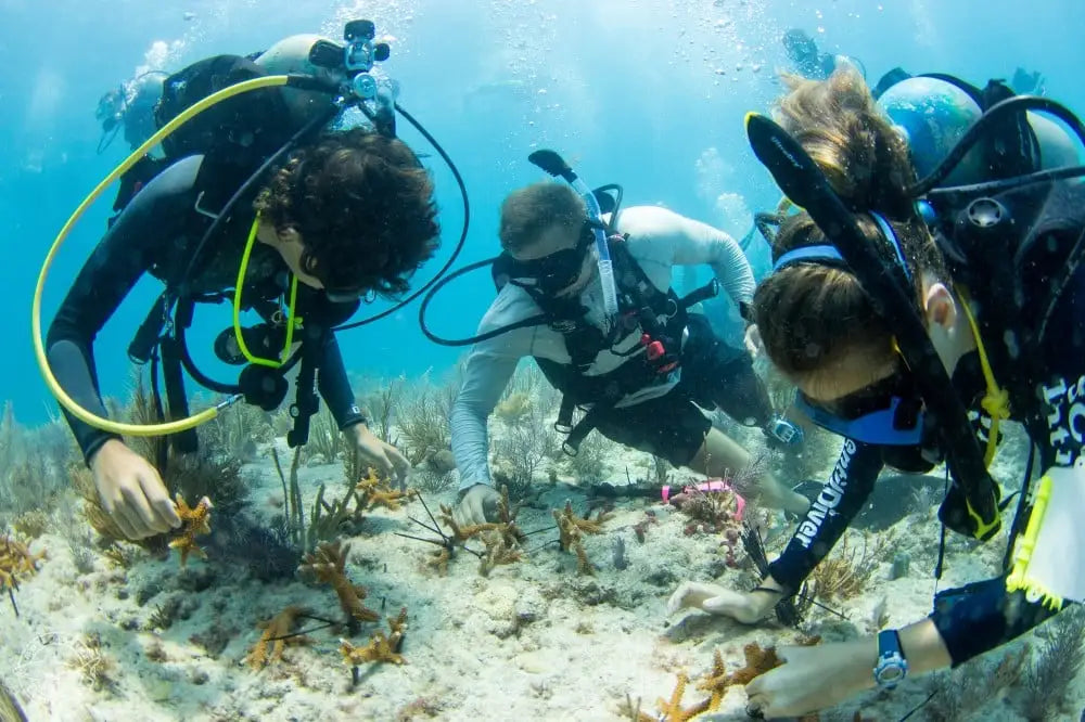 Florida’s Coral Reefs: An Unprecedented Bleaching Crisis