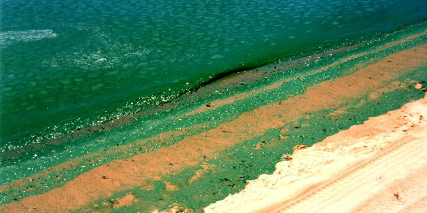 South Australia's Coastal Crisis: Unprecedented Algal Bloom Devastates Marine Life