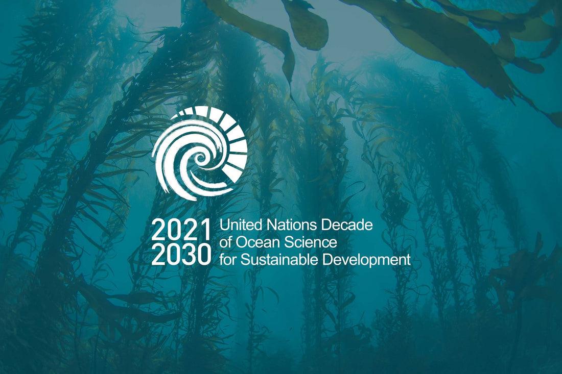 Diving into the UN Ocean Decade: How Immoral Coral is Surfacing Solutions