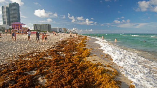 A Seaweed Surge: The Record Sargassum Bloom Threatening Coasts in 2025