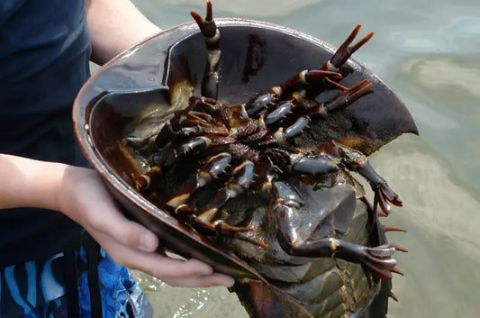 🦀 World Horseshoe Crab Day: The Ancient Aliens of the Sea