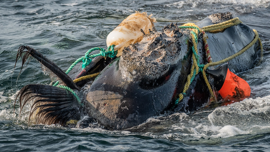 Vanishing Giants: The Fight to Save the North Atlantic Right Whale